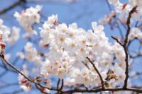 花見をする。桜きれい